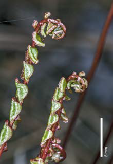 Lindsaea linearis